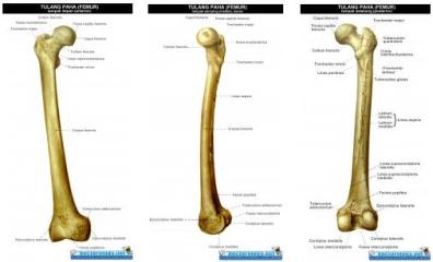 Gambar 2. Anatomi Femur